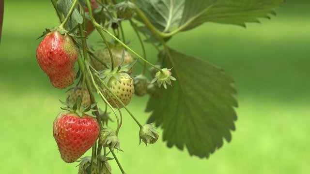 Strawberry fruits hanging on strawberry plant 