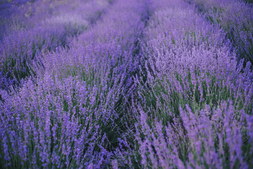 Fototapeta na wymiar Lavender field at the sunset