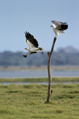 Couple of white-bellied sea eagle in Pottuvil, Sri Lanka
