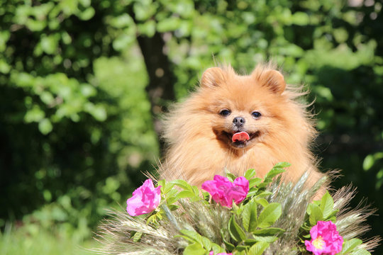Portrait of cute pomeranian spitz in the flowers