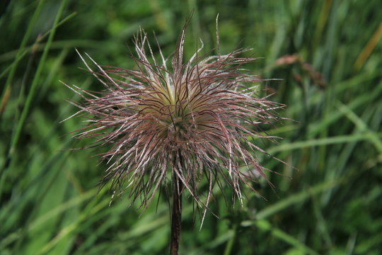 an&eacute;mone pulsatile