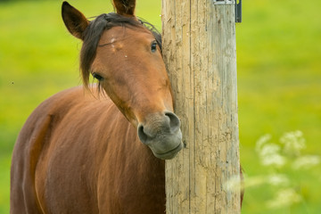 Naklejka premium Horse scratching against telephone pole.