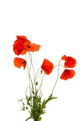 Fototapeta premium Poppy flowers