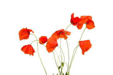 Obraz na płótnie Canvas Poppy flowers