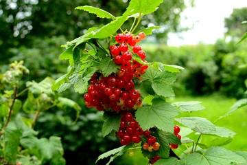 berries in the garden