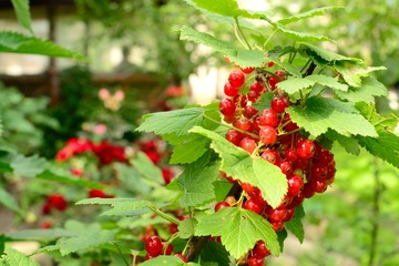 berries in the garden