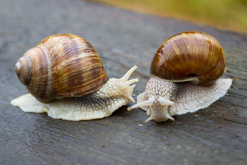 Big snails on wooden table after rain
