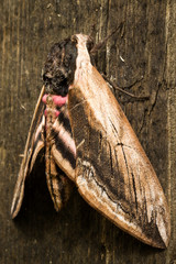 Hawk Moth on wood background close up