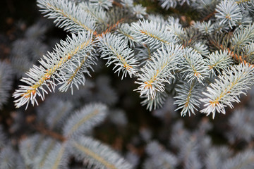 Naklejka na ściany i meble Branches of silver spruce
