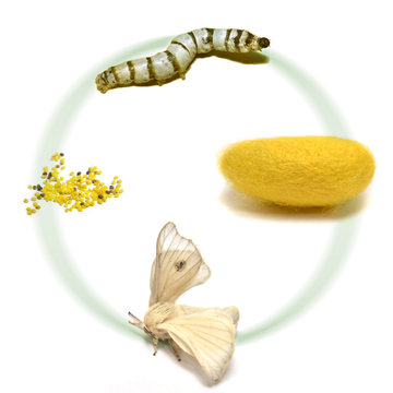 Ciclo vital del gusano de seda
