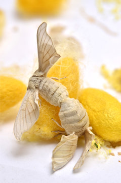 C&oacute;pula de la mariposa del gusano de seda