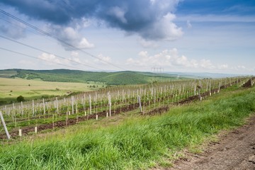 Fototapeta na wymiar Landscape with vineyard in the hills of Transylvania