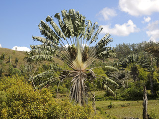 Obraz premium Ravenala or travellers tree over blue sky, Madagascar