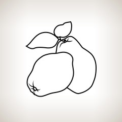 Quince in the Contours