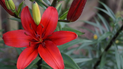 Цветение © iura270415