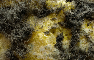 mold on bread, background