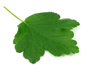 Fototapeta premium Gooseberry leaf isolated on white background