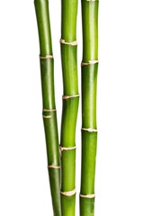 Fototapeta na wymiar Bamboo Shoot, Bamboo, Leaf.