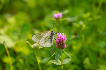 Бабочка на клевере