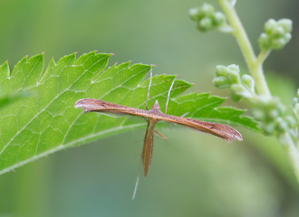Бабочка-пальцекрылка