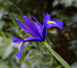 purple iris flower on green background © Kunz Husum