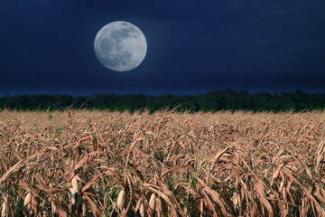 Moonrise over corn field - obrazy, fototapety, plakaty