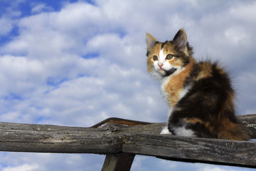 Cute kitten on the old fence