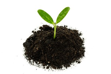 Plant, beginning, small.