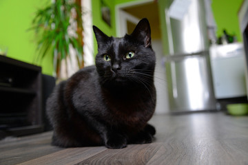 Portrait of black cat sitting on the floor at home