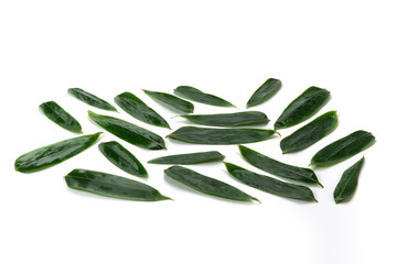 Fototapeta premium 笹の葉