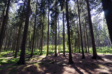 Dry forest in summer