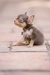 Chihuahua puppy, 2 months old