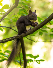 Squirrel gnaws nuts in the tree