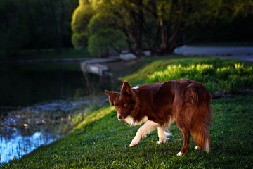 happy brown dog border collie portrait in summer