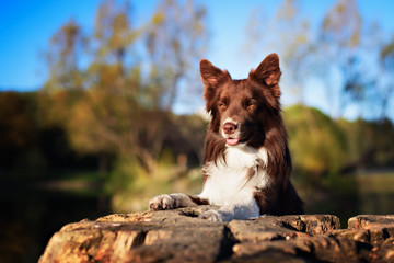 Red border collie dog sitting on a log in summer