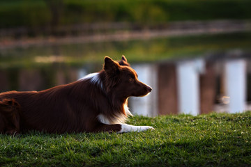 happy brown dog border collie portrait in summer