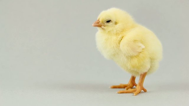 Newborn yellow chicken standing on gray background
