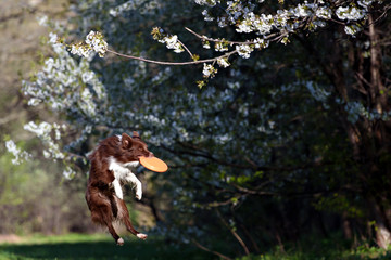 Border Collie dog catches the disc on a background of flowering garden