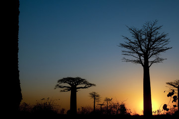 Fototapeta na wymiar Baobab Alley at sunset - Madagascar