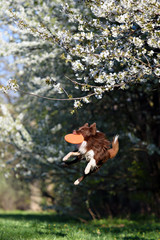 Fototapeta na wymiar Border Collie dog catches the disc on a background of flowering garden