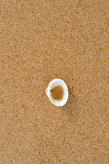 Seashell on sand background vertical