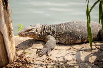 Beautiful monitor lizard inThailand