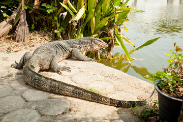 Beautiful monitor lizard inThailand