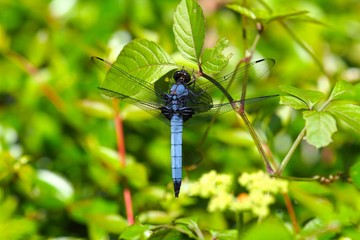 シオカラトンボ
