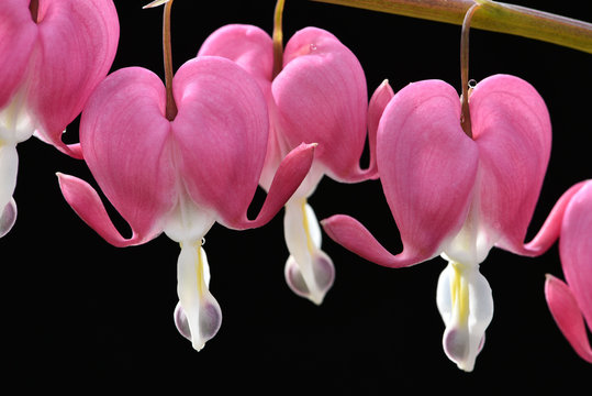 Dicentra spectabilis / Coeur de Marie / Coeur de Jeannette /  Coeur Saignant