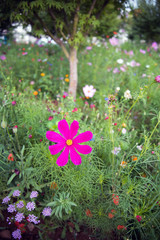 wild flowers in garden