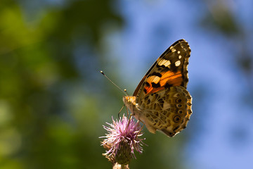 Fototapeta premium Butterfly