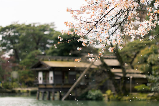 兼六園の桜