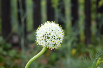 inflorescence seed onions in the garden, growing in spring