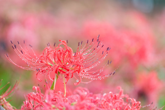 朝露の彼岸花